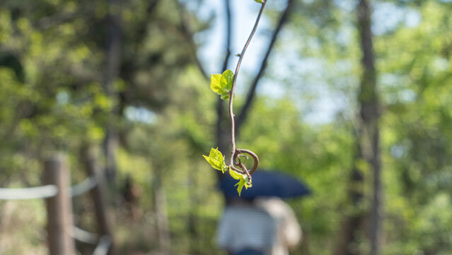 twist branch and leaves