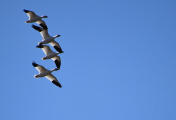 Snow geese in spring, Montmagny, Québec, Canada