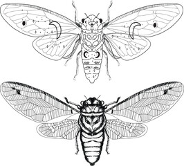 Aesthetic Cottagecore cicada insect line Art Illustration