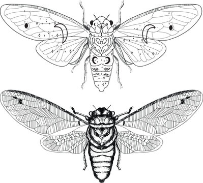 Aesthetic Cottagecore cicada insect line Art Illustration