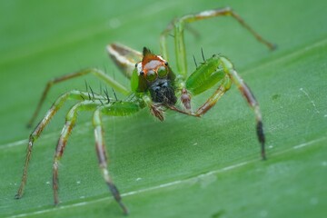 Green jumping spider (epeus flavobilineatus) on a surface