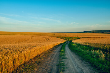 Naklejka premium Dirt road amidst rolling wheat fields at sunset.