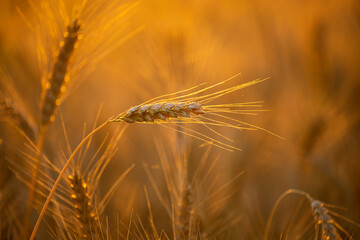 Naklejka premium ripe golden ears of wheat in the warm soft sunlight of sunset closeup