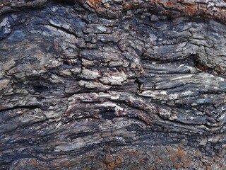 Texture of big old tree trunk bark macro. Tree large trunk detailed structure background and...