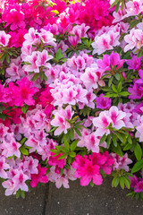 日当たりの良い公園の牡丹