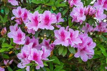 日当たりの良い公園の牡丹