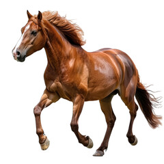 Obraz premium horse isolated on white background