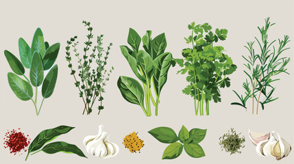 Fresh herbs with spices on grey background Vector illustration - obrazy, fototapety, plakaty