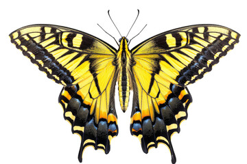 A vibrant yellow and black butterfly gracefully rests on a pure white background