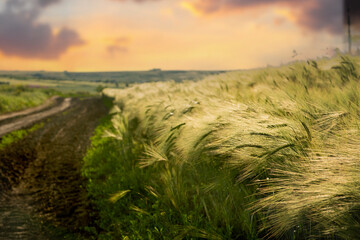 Dirt road among wheat fields at sunset.
