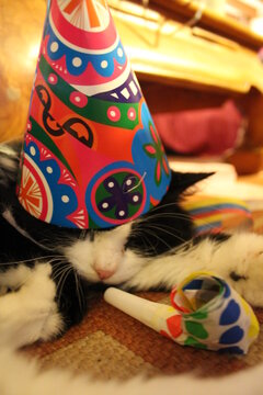 chat f&ecirc;tard