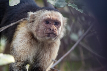 White-faced Capuchin 