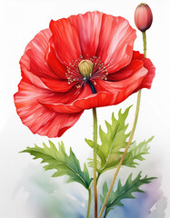 Watercolor illustration of red poppy. Wild flower. Beautiful nature. Hand drawn art painting.