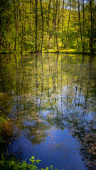 Quiet lake in the forest