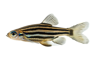 A black and white striped fish swimming gracefully against a white background