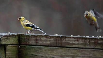 Two American Goldfinches, one landing.