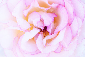 Rose macro in white and pink