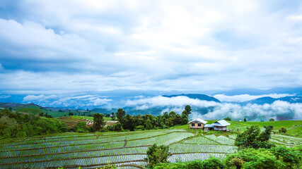 Travel Rainy Season landscape of Rice Terraces at Ban Papongpieng Chiangmai Thailand