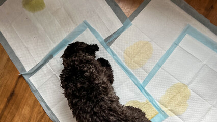 Top view of black poodle puppy using sanitary sheets at home. Dog learning how to use toilet...