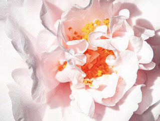 Obraz na płótnie Canvas Rose macro in white and pink