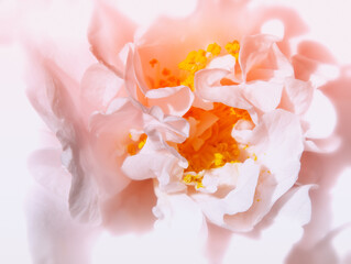 Rose macro in white and pink