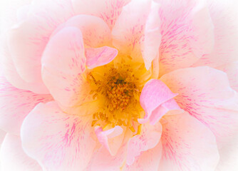 Rose macro in white and pink - obrazy, fototapety, plakaty