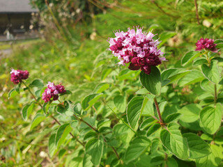 Purple origanum vulgare flowers bloom in the forest on a sunny day.