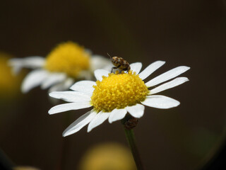 Fototapeta premium Margherita con coleottero dei tappeti