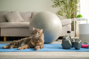 Cute grey cat lying on yoga mat with exercise equipments in cozy living room.