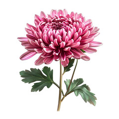 Clipart illustration a chrysanthemum on white background. Suitable for crafting and digital design projects.[A-0002]