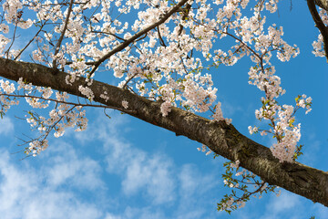 Sakura blooms against a backdrop of clear blue skies, with space above for your message or design
