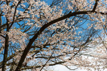 on a backdrop of clear blue skies, sakura branches gracefully extend upward, adorned with delicate blossoms, capturing the serene essence of a spring day