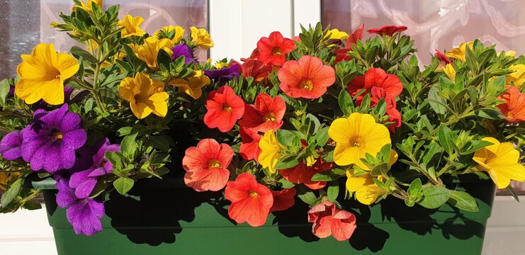 Panorama of yellow, violet and orange petunia flowers grow in a pot on the windowsill on a sunny day.