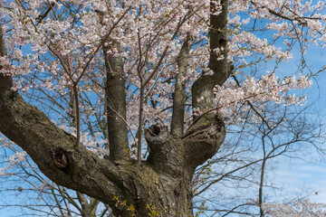 a medium close-up unveils the intricate silhouette of a sakura tree, adorned with delicate...