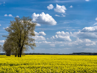 Spring in a rape seed with trees.