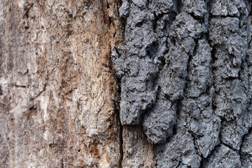 oak bark