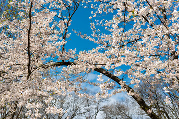 Sakura blossoms against a vast blue sky, their delicate branches reaching for the heavens