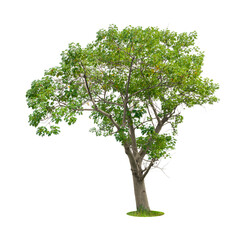 Cochlospermum regium or yellow silk cotton tree isolated on white background.