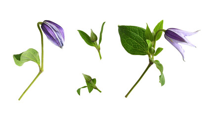 Set of purple flowers and buds of clematis isolated on white or transparent background