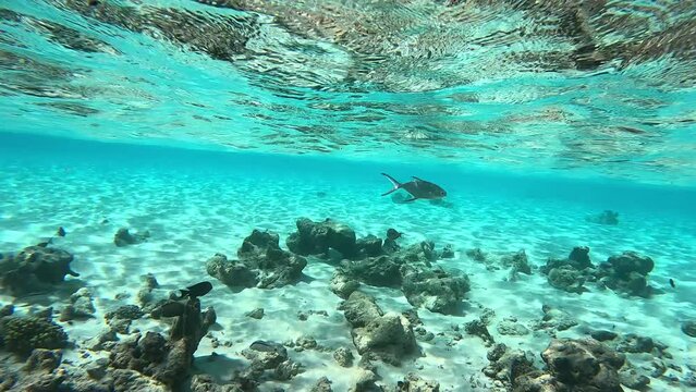 Fish Trachinotus baillonii swims under the surface in shallow water with a sandy bottom with rocks and corals. Diving.