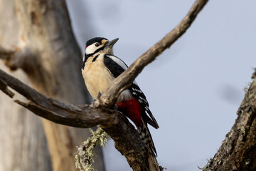 great spotted woodpecker on tree