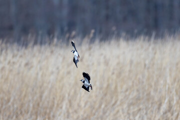 Northern lapwings in flight