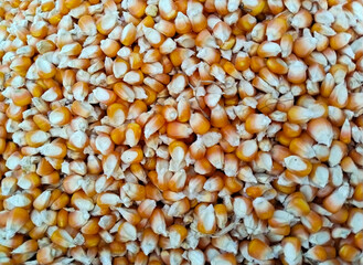 Close up of yellow corn seeds. yellow, ripe corn, top view. Ad texture, place for text. Bulk of corn grains
