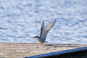 Common tern