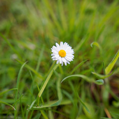 daisy in the grass