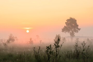 sunrise over summer meadow with trees