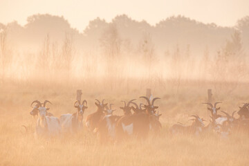 goat herd on pasture in fog