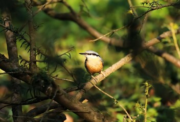 Birds Nuthatches early in the morning in the forest