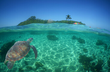 a sea turtle on a reef on a caribbean island