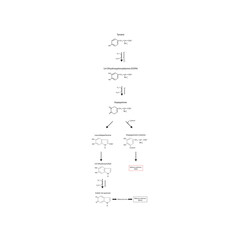 Diagram showing biosynthesis of Melanin from Tyrosine via Tyrosinase - schematic molecular strcuture chemical illustration - Enzymatic and non enzymatic process.